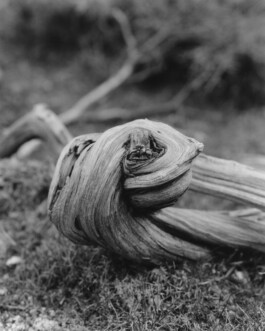 Alexandre Guirkinger