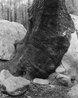 Alexandre Guirkinger