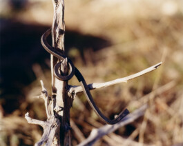 Alexandre Guirkinger