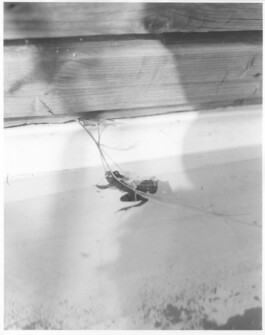 Alexandre Guirkinger