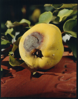 Alexandre Guirkinger