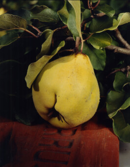 Alexandre Guirkinger