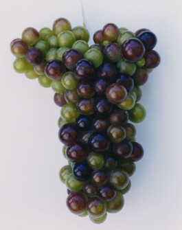 Alexandre Guirkinger